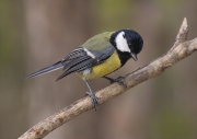 Mallerenga carbonera (Parus major)