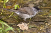 Mascle de Tallarol de casquet (Sylvia atricapilla)