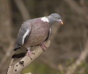 Tudó (Columba palumbus)