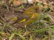 Mascle de Verdum (Carduelis chloris)