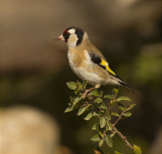 Cadernera (Carduelis carduelis)