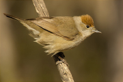 Femella de Tallarol de casquet (Sylvia atricapilla)