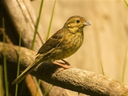 Femella de Gratapalles (Emberiza cirlus)