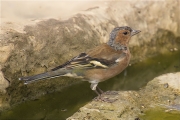 Mascle de Pinsà comú (Fringilla coelebs)