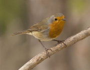 Pit roig (Erithacus rubecola)