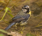 Mallerenga blava (Cyanistes caeruleus)