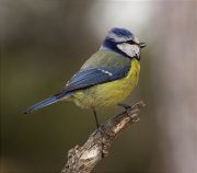 Mallerenga blava (Cyanistes caeruleus)