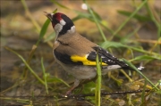 Cadernera (Carduelis carduelis)