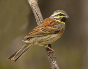 Mascle de Gratapalles (Emberiza cirlus)