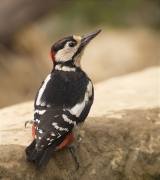 Transició de Jove a mascle adult de Picot garser gros (Dendrocopos major)