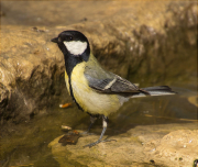 Mallerenga carbonera (Parus major)