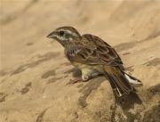 Gratapalles (Emberiza cirlus)