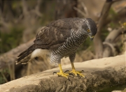 Femella d'Astor (Accipiter gentilis)