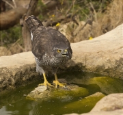 Femella d'Astor (Accipiter gentilis)