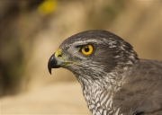 Femella d'Astor (Accipiter gentilis)