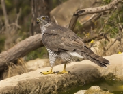 Femella d'Astor (Accipiter gentilis)