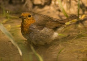 Pit roig (Erithacus rubecola)