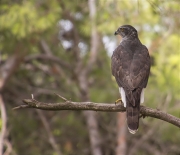 Femella d'Astor (Accipiter gentilis)