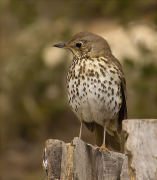 Griva (Turdus viscivorus)