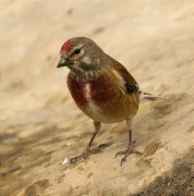 Mascle de Passerell (Carduelis cannabina)