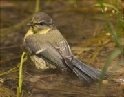 Jove de Mallerenga blava (Cyanistes caeruleus)