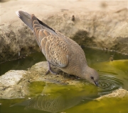 Jove de Tórtora (Streptopelia turtur)