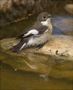 Mastegatatxes (Ficedula hypoleuca)