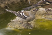 Femella de Pinsà comú (Fringilla coelebs)