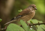 Femella de Passerell (Carduelis cannabina)