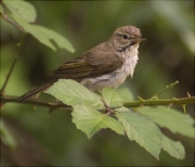 Mosquiter pàl·lid (Phylloscopus bonelli)