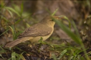 Mosquiter comú (Phylloscopus collybita)