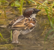 Mascle de Pardal comú (Paser domesticus)