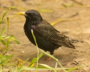 Estornell vulgar (Sturnus vulgaris)