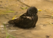 Estornell vulgar (Sturnus vulgaris)