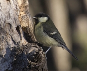 Jove de Mallerenga carbonera (Parus major)