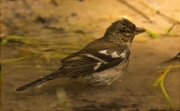 Femella de Pinsà comú (Fringilla coelebs)