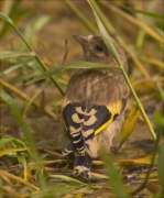 Jove de Cadernera (Carduelis carduelis)