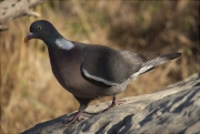 Tudó (Columba palumbus)