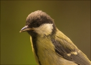 Jove de Mallerenga carbonera (Parus major)