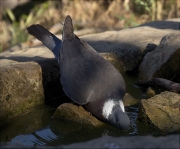 Tudó (Columba palumbus)