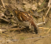 Mascle de Pardal comú (Paser domesticus)