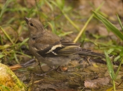 Femella de Pinsà comú (Fringilla coelebs)