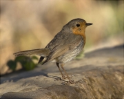 Pit roig (Erithacus rubecola)