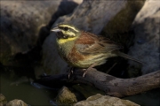 Mascle de Gratapalles (Emberiza cirlus)