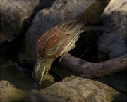 Gratapalles (Emberiza cirlus)