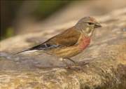 Mascle de Passerell (Carduelis cannabina)