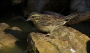 Femella de Gratapalles (Emberiza cirlus)