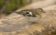 Jove de Pinsà comú (Fringilla coelebs)