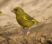 Mascle de Verdum (Carduelis chloris)