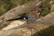 Gaig (Garrulus grandarius)